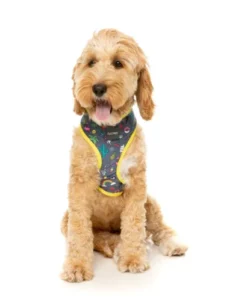 FuzzYard Harnais Pour Chien Coachella 8 FuzzYard Harnais Pour Chien Coachella -Miscota Soldes Boutique Arnes petral para perros Coachella 4 63f4a23548aa8 g