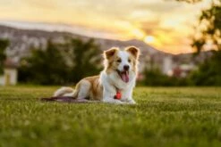 Tickless Répulsif à Ultrasons Pour Insectes, Rose 11 Tickless Répulsif à Ultrasons Pour Insectes, Rose -Miscota Soldes Boutique B 077 scaled 63eca3d9809b9 g