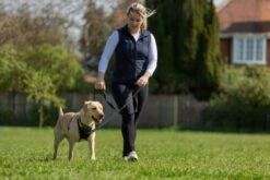 The Company Of Animals Bras Anti-Plies Halti Non-Pull -Miscota Soldes Boutique COA15120A COA15220A COA15320A 3 637cc15c70861 g