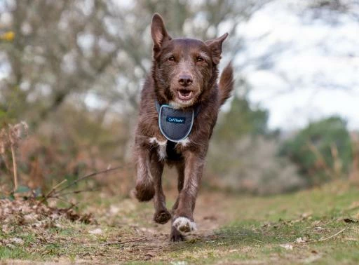 The Company Of Animals Carsafe Dog Voyage Black Harness 7 The Company Of Animals Carsafe Dog Voyage Black Harness – Image 5