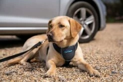 The Company Of Animals Carsafe Dog Voyage Black Harness 15 The Company Of Animals Carsafe Dog Voyage Black Harness -Miscota Soldes Boutique COA29021B COA29121B COA29221B COA29321B 7 637cd8024a264 g