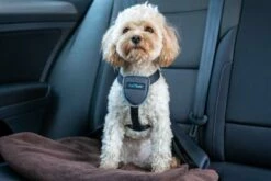 The Company Of Animals Carsafe Dog Voyage Black Harness 14 The Company Of Animals Carsafe Dog Voyage Black Harness -Miscota Soldes Boutique COA29021B COA29121B COA29221B COA29321B 8 637cd801ad928 g