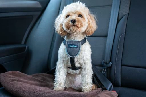 The Company Of Animals Carsafe Dog Voyage Black Harness 5 The Company Of Animals Carsafe Dog Voyage Black Harness – Image 3