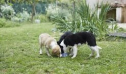 HPM Veterinary Baby Large & Medium 8 HPM Veterinary Baby Large & Medium -Miscota Soldes Boutique Captura de pantalla 2022 03 15 113247 62306b54878c3 g