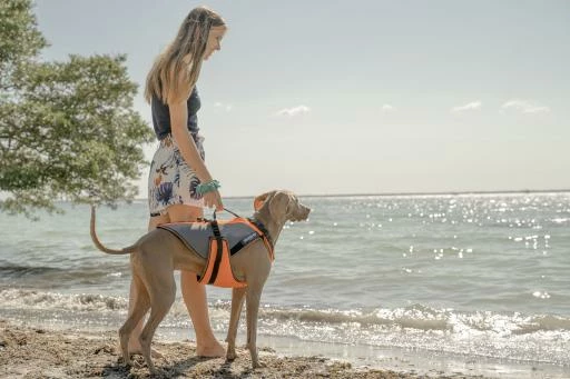 Julius K9 Gilet De Sécurité Multifonctionnel 3 En 1 Pour Chiens 4 Julius K9 Gilet De Sécurité Multifonctionnel 3 En 1 Pour Chiens – Image 2