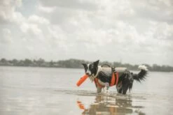 Julius K9 Gilet De Sécurité Multifonctionnel 3 En 1 Pour Chiens 7 Julius K9 Gilet De Sécurité Multifonctionnel 3 En 1 Pour Chiens -Miscota Soldes Boutique Chaleco Seguridad 4 In 1 Multifunctional para Perros 6478a53c50032 g