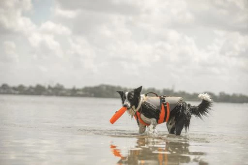 Julius K9 Gilet De Sécurité Multifonctionnel 3 En 1 Pour Chiens 5 Julius K9 Gilet De Sécurité Multifonctionnel 3 En 1 Pour Chiens – Image 3