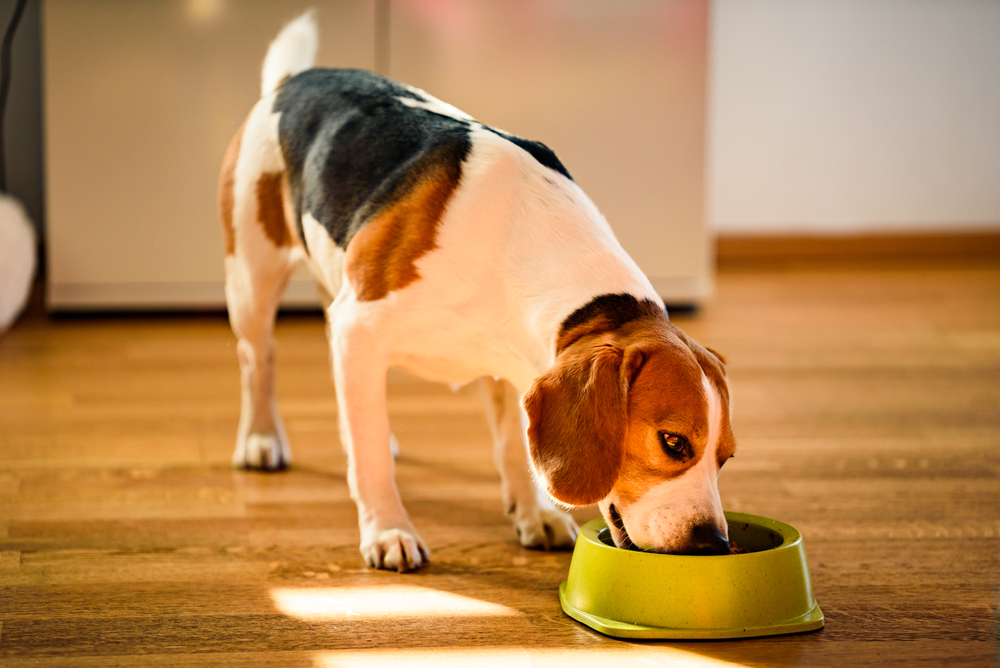 Miscota Soldes Boutique -Miscota Soldes Boutique Dog beagle eating canned food from bowl in bright interior Przemek Iciak Shutterstock 1