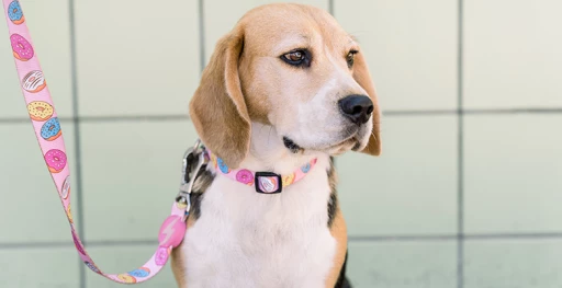 Dashi Laisse Donut 4 Dashi Laisse Donut – Image 2