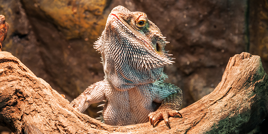 Miscota Soldes Boutique 30 Miscota Soldes Boutique -Miscota Soldes Boutique FR Caluga 1