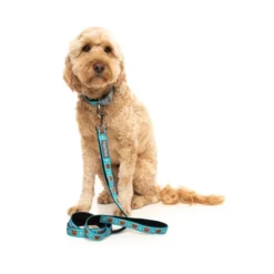 FuzzYard Collar De Neopreno Fuzz Bear Para Perros -Miscota Soldes Boutique FZCL433 5 Collar FuzzBear Dog01 1 1024x1024 63fdd04d6d701 g