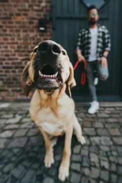 Hunter Laisse Freestyle Pour Chiens Couleur Marron -Miscota Soldes Boutique HU39105 1 62b045f18b588 g