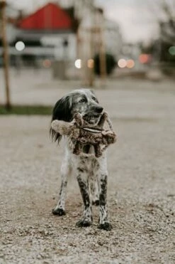 Hunter Écureuil Train Train Train Train De La Faune -Miscota Soldes Boutique HU44544 1 637df1884acaf g