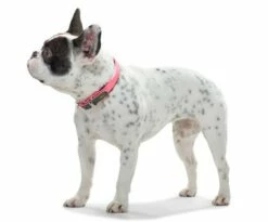 Hunter Collier De Commodité Pour Chiens Couleur Orange Fluo 8 Hunter Collier De Commodité Pour Chiens Couleur Orange Fluo -Miscota Soldes Boutique HU63084 HU63090 HU63096 HU63102 HU63108 2 62ac6079d4853 g