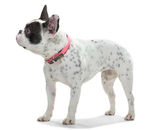 Hunter Collier De Commodité Pour Chiens Couleur Orange Fluo 5 Hunter Collier De Commodité Pour Chiens Couleur Orange Fluo – Image 3