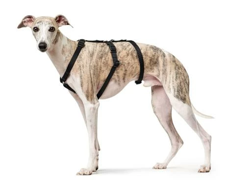 Hunter Sécurité Noire Vr Arné 7 Hunter Sécurité Noire Vr Arné – Image 5