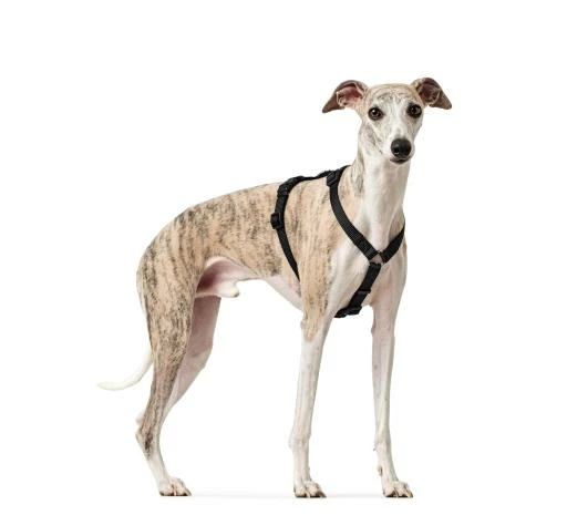 Hunter Sécurité Noire Vr Arné 5 Hunter Sécurité Noire Vr Arné – Image 3