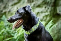 Hunter Collier Vario Basic 9 Hunter Collier Vario Basic -Miscota Soldes Boutique HU66610 HU66611 1 62ac644f43b31 g