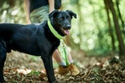 Hunter Collier Vario Basic 8 Hunter Collier Vario Basic -Miscota Soldes Boutique HU66610 HU66611 2 62ac644de3e6e g