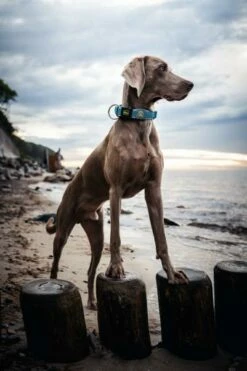 Hunter Collier Hilo Vario Basic M -Miscota Soldes Boutique HU67166 HU67167 2 62ac64c67e707 g