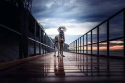 Hunter Collier Hilo Vario Basic M -Miscota Soldes Boutique HU67166 HU67167 3 62ac64c63ffb5 g