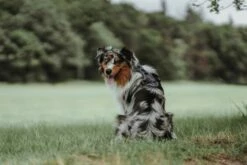 Hunter Harnais De Divo Lila -Miscota Soldes Boutique HU67579 HU67580 HU67581 HU67582 HU67583 HU67584 4 62dfc0003897a g