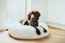 Hunter Harnais De Divo Lila -Miscota Soldes Boutique HU67579 HU67580 HU67581 HU67582 HU67583 HU67584 6 62dfbfff0c729 g