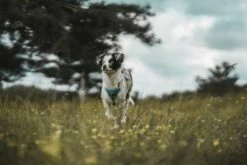 Hunter Divo Bleu Arné -Miscota Soldes Boutique HU67599 HU67600 HU67601 HU67602 HU67603 HU67604 6 62dfbfe9b9c73 g