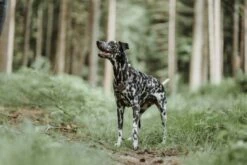 Hunter Harnais Divo Marron 11 Hunter Harnais Divo Marron -Miscota Soldes Boutique HU68891 HU68892 HU68893 HU68894 HU68895 HU68896 4 62e247968c801 g