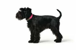 Hunter Convention De Collier Réconfort Rosa 6 Hunter Convention De Collier Réconfort Rosa -Miscota Soldes Boutique HU68901 HU68902 HU68903 HU68904 HU68905 HU68906 HU68907 HU68908 HU68909 HU68910 HU68911 HU68912 2 62dfbd7683186 g