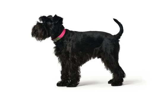 Hunter Convention De Collier Réconfort Rosa 4 Hunter Convention De Collier Réconfort Rosa – Image 2