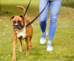 The Company Of Animals Muselière Rembourrée Anti-Tirant Optifit 11 The Company Of Animals Muselière Rembourrée Anti-Tirant Optifit -Miscota Soldes Boutique Halti Optifit Headcollar On dog close up Header Gallery 694x572 6 633fda37a64d4 g