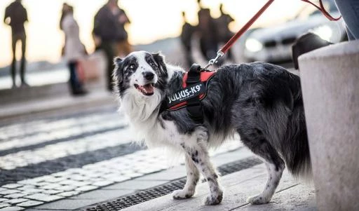 Julius K9 Rosa IDC 5 Julius K9 Rosa IDC – Image 3