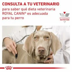 Royal Canin Nourriture Renal Canine -Miscota Soldes Boutique INFO 62fcca5ade0a7 g