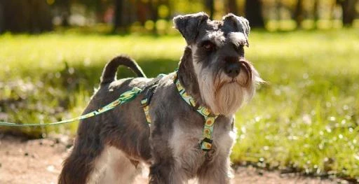 Dashi Laisse Avocado 5 Dashi Laisse Avocado – Image 3