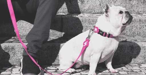 Dashi Laisse Solid Pink 4 Dashi Laisse Solid Pink – Image 2