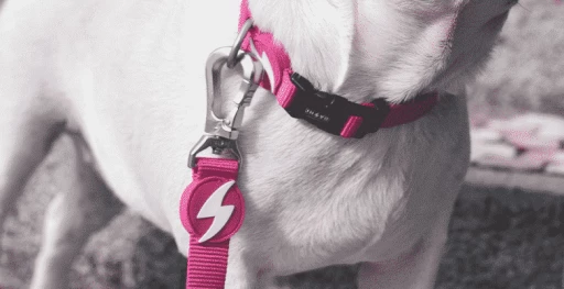 Dashi Laisse Solid Pink 5 Dashi Laisse Solid Pink – Image 3