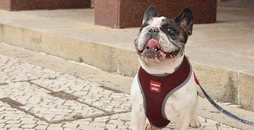 Dashi Harnais La Casa De Papel Melted Neo 6 Dashi Harnais La Casa De Papel Melted Neo – Image 4