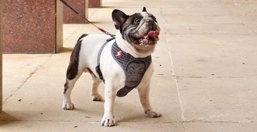 Dashi Harnais La Casa De Papel Melted Neo 5 Dashi Harnais La Casa De Papel Melted Neo – Image 3