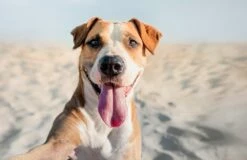 VetNova Multiva Active Dog 45 Chews -Miscota Soldes Boutique PERRO 9 636ce14a8a2cf g