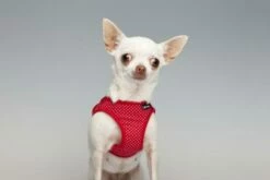 Gloria Pets Arnés / Points Vestimentaires -Miscota Soldes Boutique PT00845 PT00846 PT00847 PT00848 1 637e2eb83f72f g