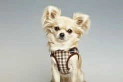 Gloria Pets Arné / Robe Vérifiée 5 Gloria Pets Arné / Robe Vérifiée -Miscota Soldes Boutique PT00855 PT00856 PT00857 PT00858 1 637cd78ace6c1 g