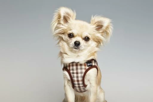 Gloria Pets Arné / Robe Vérifiée 4 Gloria Pets Arné / Robe Vérifiée – Image 2