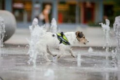 Julius K9 Verano Azul Powair 6 Julius K9 Verano Azul Powair -Miscota Soldes Boutique Pict 02 new large 627232794c4ac g