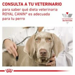 Royal Canin Nourriture Adult Large Dog -Miscota Soldes Boutique RC VET DRY DogADLD CV 9 es ES 62fcc3969df13 g