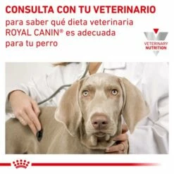 Royal Canin Vhn Dog Urinary Ageing+7 19 Royal Canin Vhn Dog Urinary Ageing+7 -Miscota Soldes Boutique RC VET DRY DogUrinarySOAGE CV Eretailkit 6 es ES 62fcc6db36b54 g