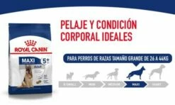 Royal Canin Maxi Adult Dog Food Pour Adultes Taille Grandes Races -Miscota Soldes Boutique SHN Maxi Adult 6440028fbd47d g