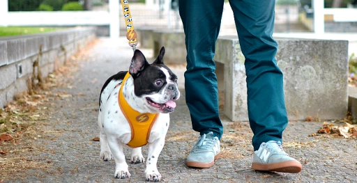 Dashi Harnais Snooze Neo 6 Dashi Harnais Snooze Neo – Image 4