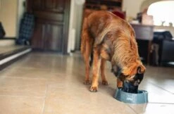 HPM Nourriture Veterinary Adult Large & Medium 8 HPM Nourriture Veterinary Adult Large & Medium -Miscota Soldes Boutique Veterinary HPM Adult Dog Large and Medium 62306dffd9d1a g