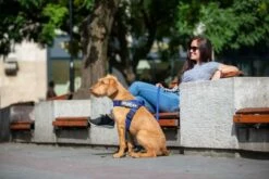 Julius K9 IDC Harnais Néon Ruban -Miscota Soldes Boutique a62u4644 62722df72a1c5 g